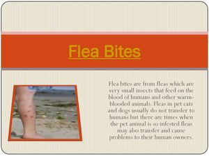 Flea Bites