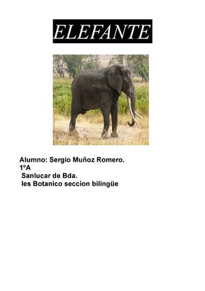 El Elefante (sergio muñoz)