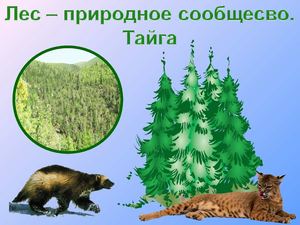 Тайга