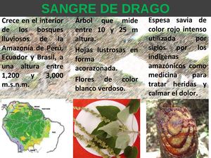TRÍPTICO SANGRE DE DRAGO