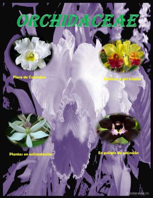 Revista Orquideas