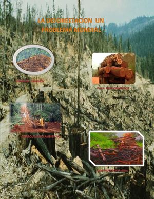 Revista deforestación