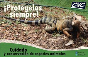 Afiche conservación animal
