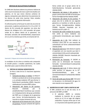 sintesis de nucleotidos purinicos 