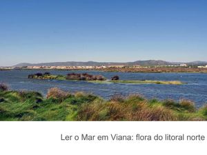 Ler o Mar em Viana: flora do litoral norte