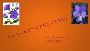 LA VIOLETA DEL TEIDE Y LA LAVANDA.