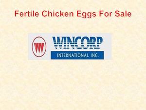 Fertile Chicken Eggs For Sale