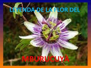LEYENDA DE LA FLOR DEL MBURUCUYÀ