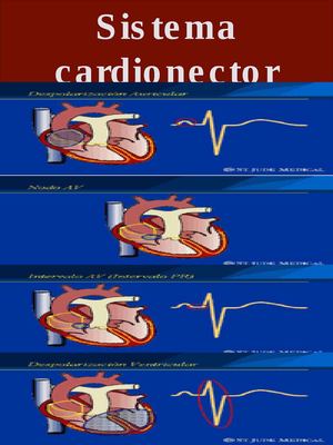sistema cardio vascular 