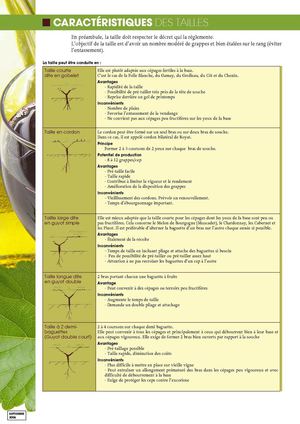 Fiche taille vigne
