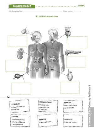 050_U03CA6em_endocrino