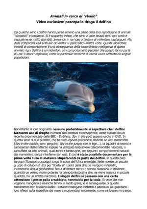 Delfini si drogano: Video esclusivo! Delfini in cerca di “sballo”