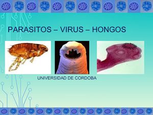 parásitos hongos y virus