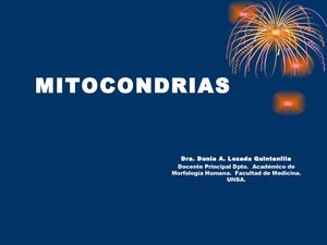 Mitocondrias