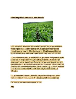 alimentos transgenicos  modificados 