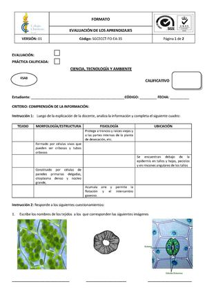 PRÁCTICA: TEJIDOS VEGETALES