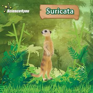 E-book Suricata