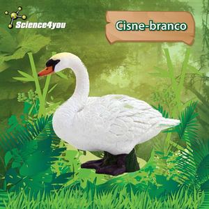 E-Book Cisne-branco