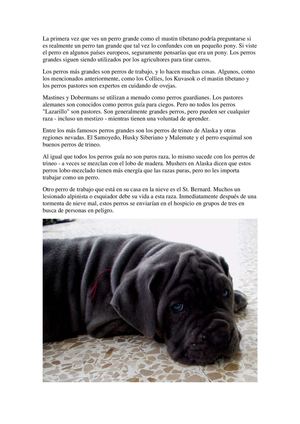 Cómo cuidar a un mastin tibetano