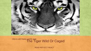 The Tiger Wild or Caged; a gripping wildlife book!