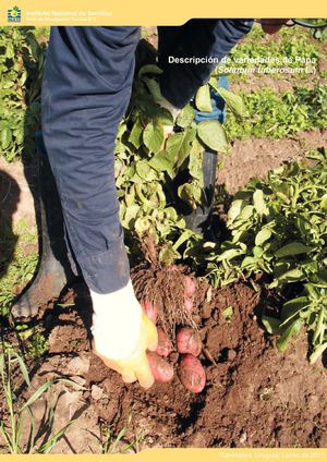 Descripción de variedades de papa