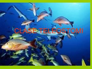 clase-teleostomi-ii (1)
