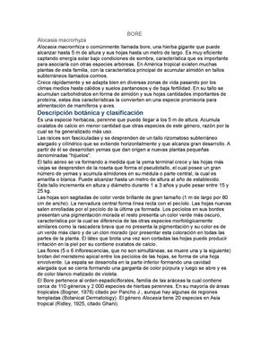 VENTA DE BORE EN COLOMBIA Y EL EXTERIOR