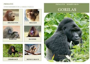 Primates herbívoros: Gorilas