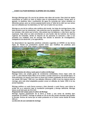 como cultivar moringa oleifera