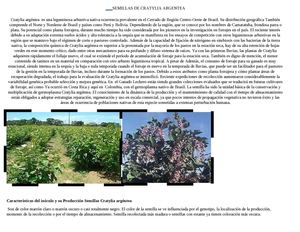 venta semillas cratylia argentea en Colombia 