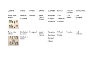 Cuadro del Primer Molar