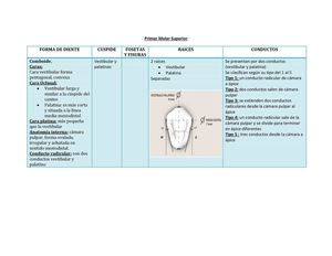 primer premolar