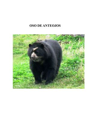 OSO DE ANTEOJOS