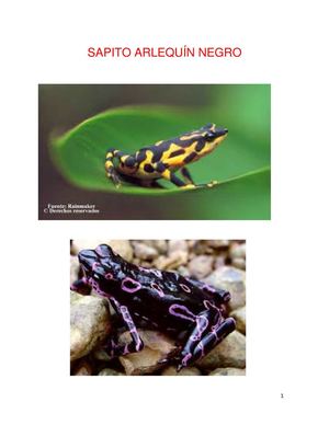 extincion sapito arlequin negro