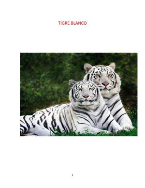 TIGRE BLANCO