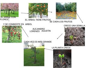 Una semilla, un árbol