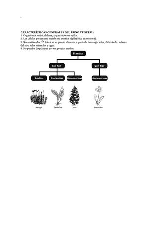 CARACTERÍSTICAS DEL REINO VEGETAL 