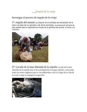 Esquila de la oveja