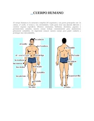 EL CUERPO HUMANO
