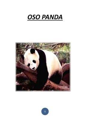 Oso Panda 