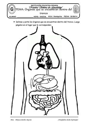 TEMA: ÓRGANOS QUE SE ENCUENTRAN DENTRO DEL TRONCO