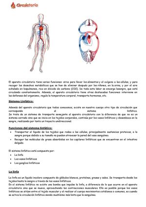 sistema circulatorio