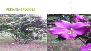 HERBARIO PARTE 3 NICOLÁS AMADO 9B COLEGIO SANTA MARIANA DE JESÚS 