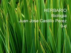 HERBARIO