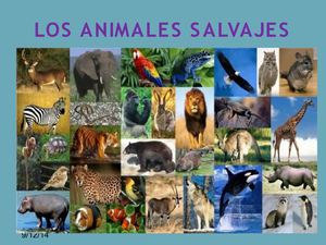 Animales_Salvajes