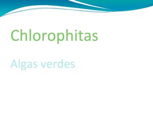 Botánica. Algas verdes o Chlorophitas