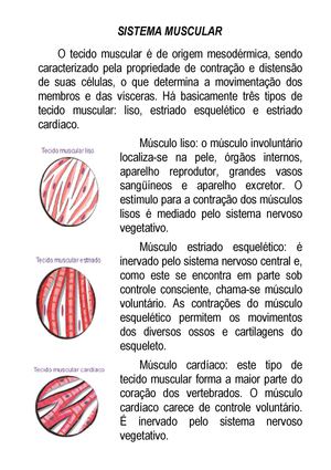 Músculos do corpo humano