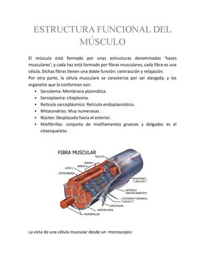 Estructura Funcional del Músculo