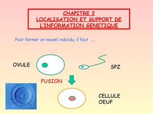 CHAPITRE 2 Le support de l'information génétique