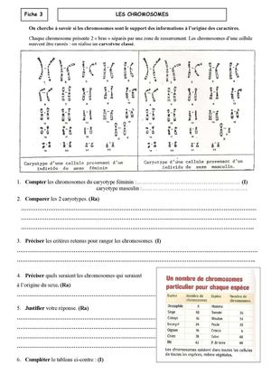 Fiche 3 Les chromosomes